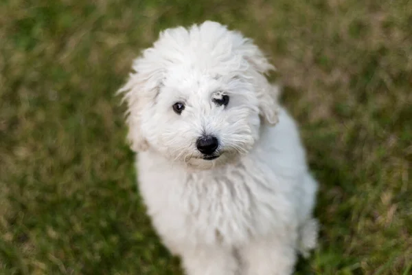 Portrait White Poodle Puppy Outdoors — Stock Photo, Image