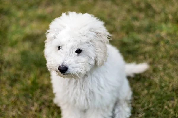 Retrato Cachorro Blanco Aire Libre —  Fotos de Stock