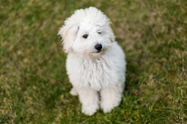 Portret Van Een Witte Poedel Pup Buiten — Stockfoto