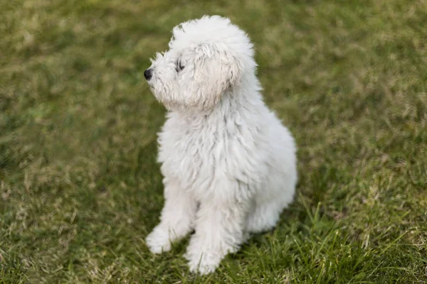 Retrato Cachorro Blanco Aire Libre —  Fotos de Stock