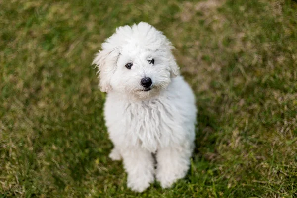 Retrato Cachorro Blanco Aire Libre —  Fotos de Stock