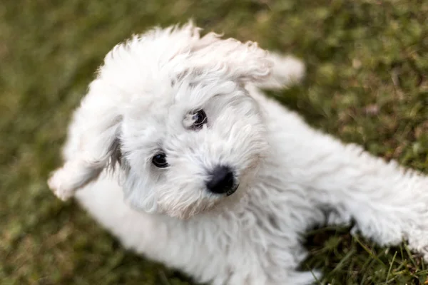 Retrato Cachorro Poodle Branco Livre — Fotografia de Stock