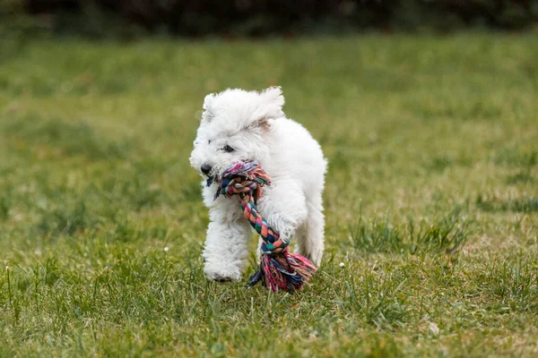 Poodle Blanco Cachorro Jugando Jardín Aire Libre —  Fotos de Stock