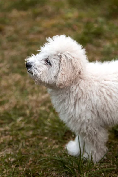 户外的白色小狗的肖像 — 图库照片