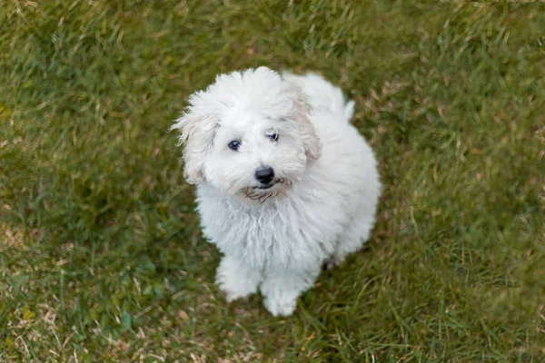 Portret Van Een Witte Poedel Pup Buiten — Stockfoto