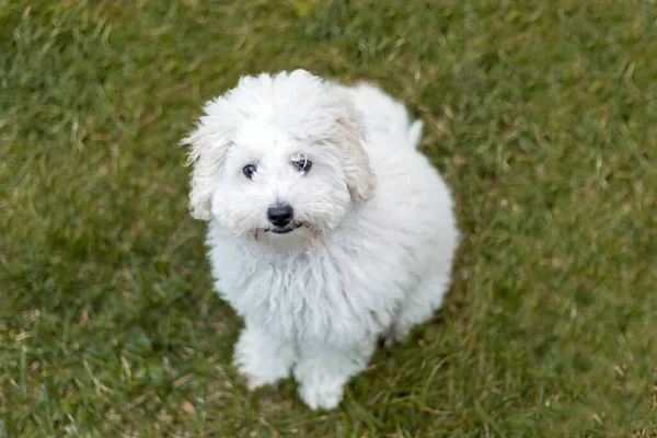 Portrait White Poodle Puppy Outdoors — Stock Photo, Image