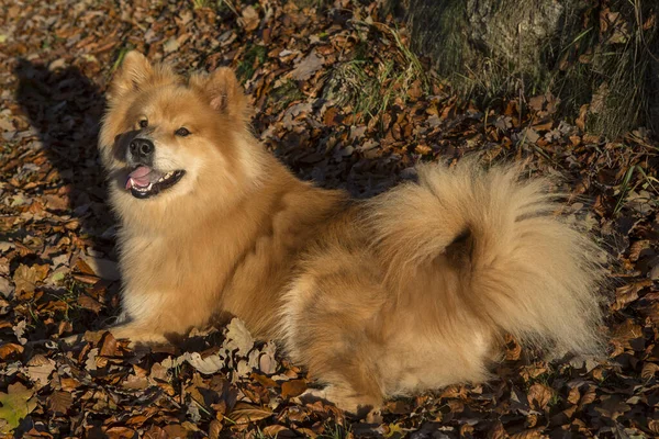 Retrato Perro Euroasiático Aire Libre Otoño —  Fotos de Stock