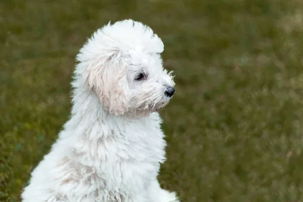 白プードルの子犬を屋外の肖像画 — ストック写真