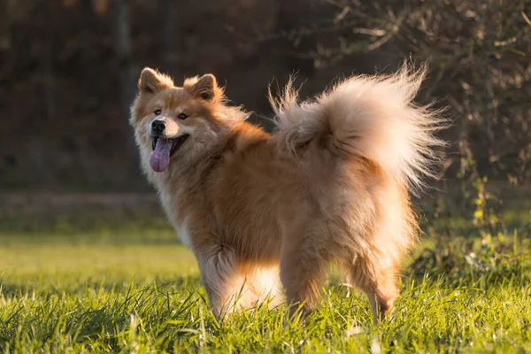 Ritratto Cane Eurasiatico All Aperto Autunno — Foto Stock