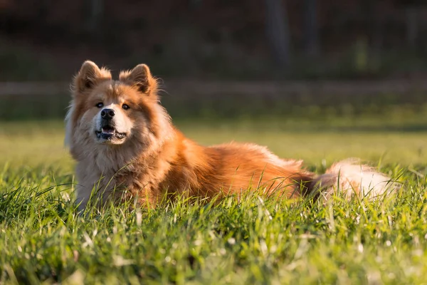 Porträt Eines Eurasischen Hundes Herbst Freien — Stockfoto