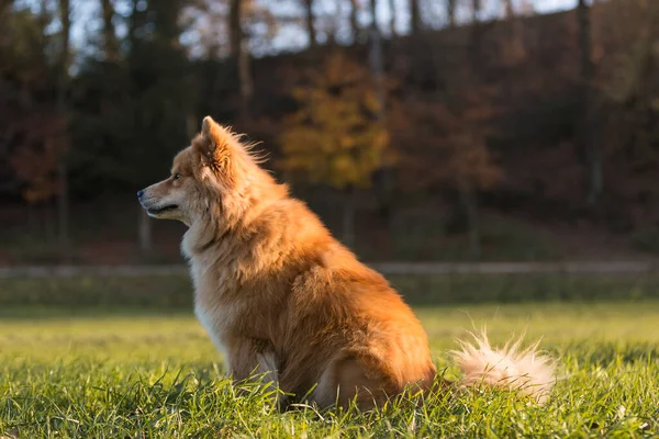 Retrato Perro Euroasiático Aire Libre Otoño —  Fotos de Stock