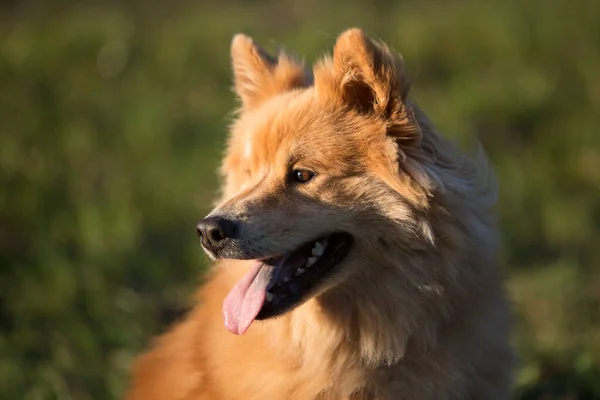 Porträt Eines Eurasischen Hundes Herbst Freien — Stockfoto