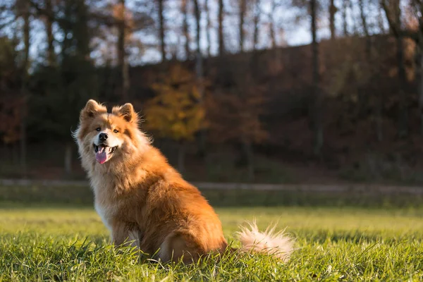 Porträt Eines Eurasischen Hundes Herbst Freien — Stockfoto