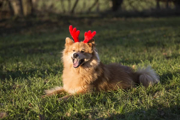 Joven Perro Macho Eurasiático Jugando Con Orejas Reno —  Fotos de Stock