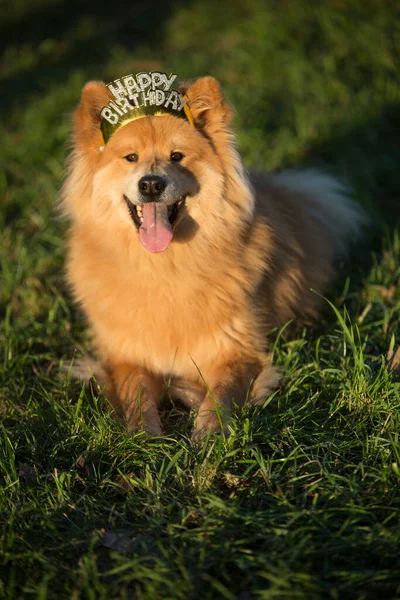 Junger Eurasischer Rüde Mit Happy Birthday Haar Reif — Stockfoto