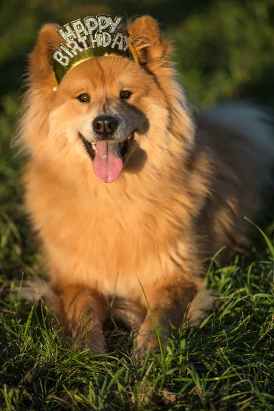 Junger Eurasischer Rüde Mit Happy Birthday Haar Reif — Stockfoto