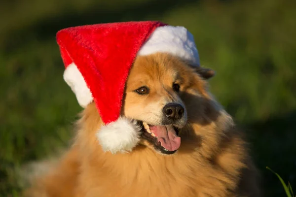 Junger Eurasischer Rüde Spielt Mit Weihnachtsmütze — Stockfoto