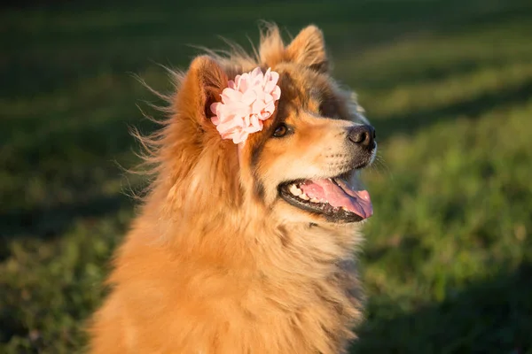 Retrato Joven Perro Euroasiático Con Flores Aire Libre —  Fotos de Stock