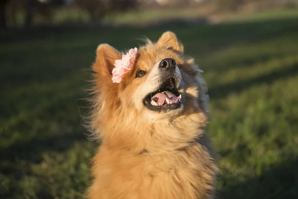 Портрет Молодой Евразийской Собаки Цветком Открытом Воздухе — стоковое фото