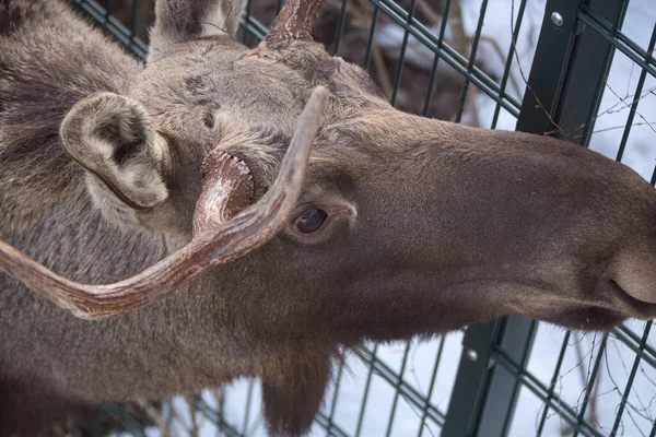 Genç erkek geyik kışın karlı bir parkta