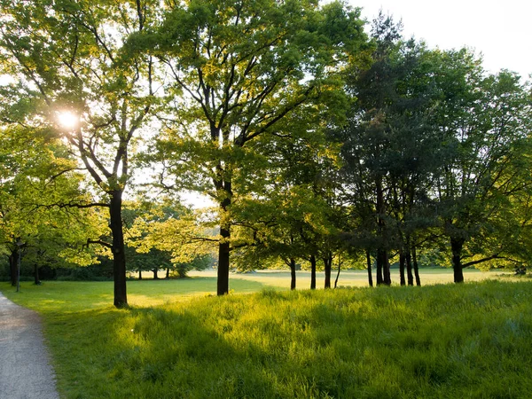 Hirschgarten Park Munich Bavaria Sunset Light — Stock Photo, Image