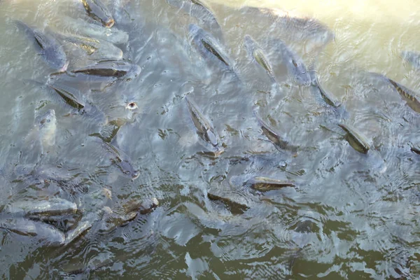 Aşırı balık avı, balık çiftliği.