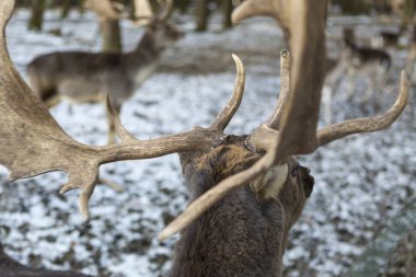 Geyiklerin yakın mesafeden yaklaşması.