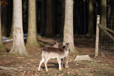 Karlı bir yolda iki genç geyik yumurtası