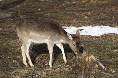 Güneş ışığındaki bir yumurta geyiği portresi