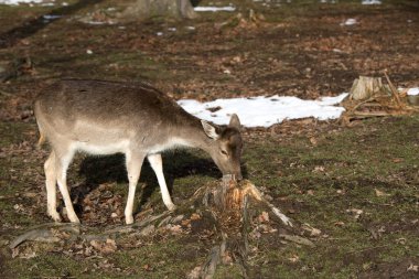 Güneş ışığındaki bir yumurta geyiği portresi