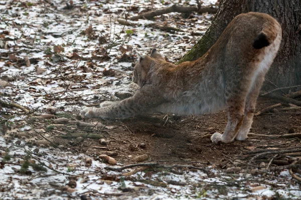 Lynx Deer Park Forest Wintertime — Stock Photo, Image