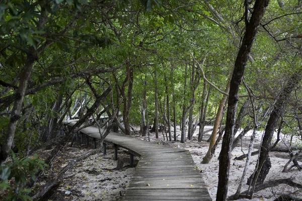 ジャングルマングローブ林 セーシェルの木製歩道橋 — ストック写真