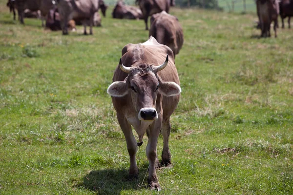 Buey Erd Vacas Prado Baviera Alemania —  Fotos de Stock