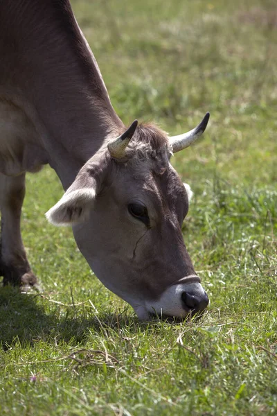 Buffle Dans Troupeau Vaches Sur Une Prairie Bavière Allemagne — Photo