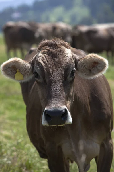 Retrato Una Vaca Alto Rendimiento Prado Baviera Alemania —  Fotos de Stock