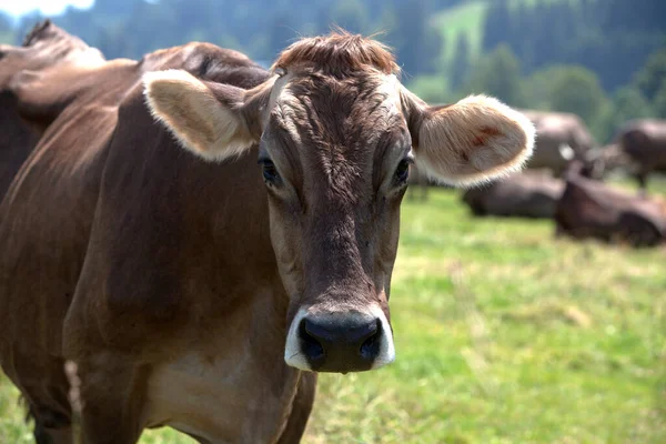 Retrato Una Vaca Alto Rendimiento Prado Baviera Alemania —  Fotos de Stock