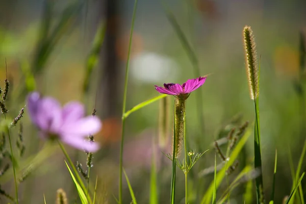 Closeup Wildflower Meadow Summer — Stock Photo, Image
