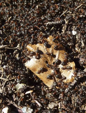 Yaz mevsiminde Orman Dağı 'ndaki bir karınca yuvasına yakın çekim