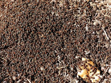 Yaz mevsiminde Orman Dağı 'ndaki bir karınca yuvasına yakın çekim