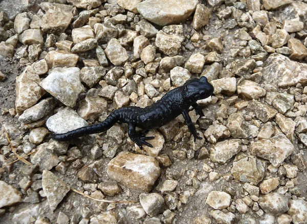 Alpine Salamander Salamandra Altra Natural Environment Close High Mountains Summertime — Stock Photo, Image