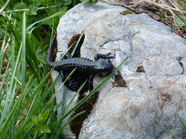 Alpine Salamander Salamandra Altra Natural Environment Close High Mountains Summertime — Stock Photo, Image