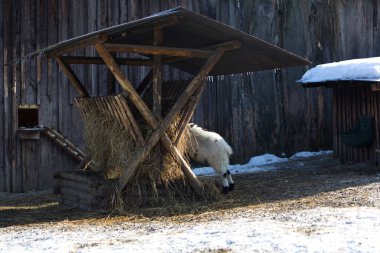 Karlı kış mevsiminde parkta saman yiyen cüce keçi.