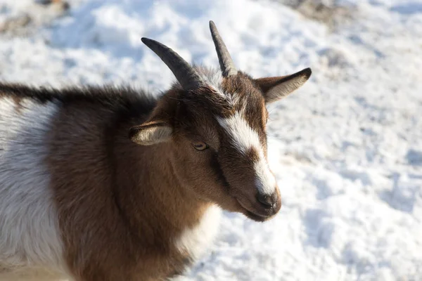 Pygmé Get Park Snöig Vinter — Stockfoto