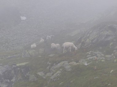 Herd of sheep at Berlin high path, Zillertal Alps in Tyrol, Austria