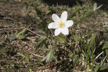 Beyaz rüzgâr çiçeği (anemone nemorosa) açık havada yetişiyor 