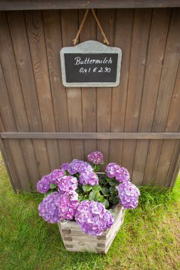 Pembe ortancalar ve tahtanın üzerinde teklif için bir tabela, Bavyera, Almanya