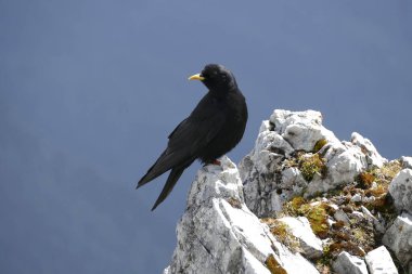 Almanya 'nın Bavyera dağlarında Kara Karga (Corvus monedula)