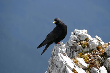 Almanya 'nın Bavyera dağlarında Kara Karga (Corvus monedula)