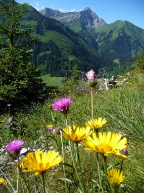 Lechtal Alplerinde Roter Stein Dağı, Avusturya