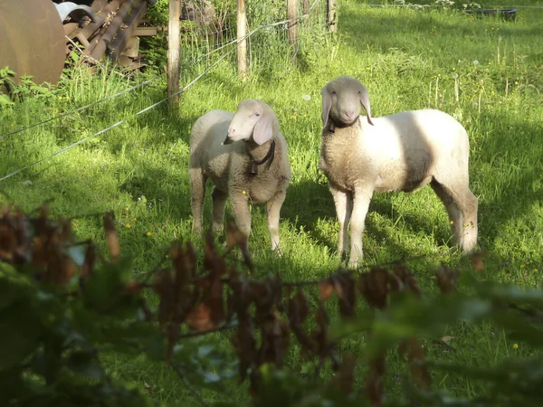 オーストリア アルプスの山の羊 — ストック写真